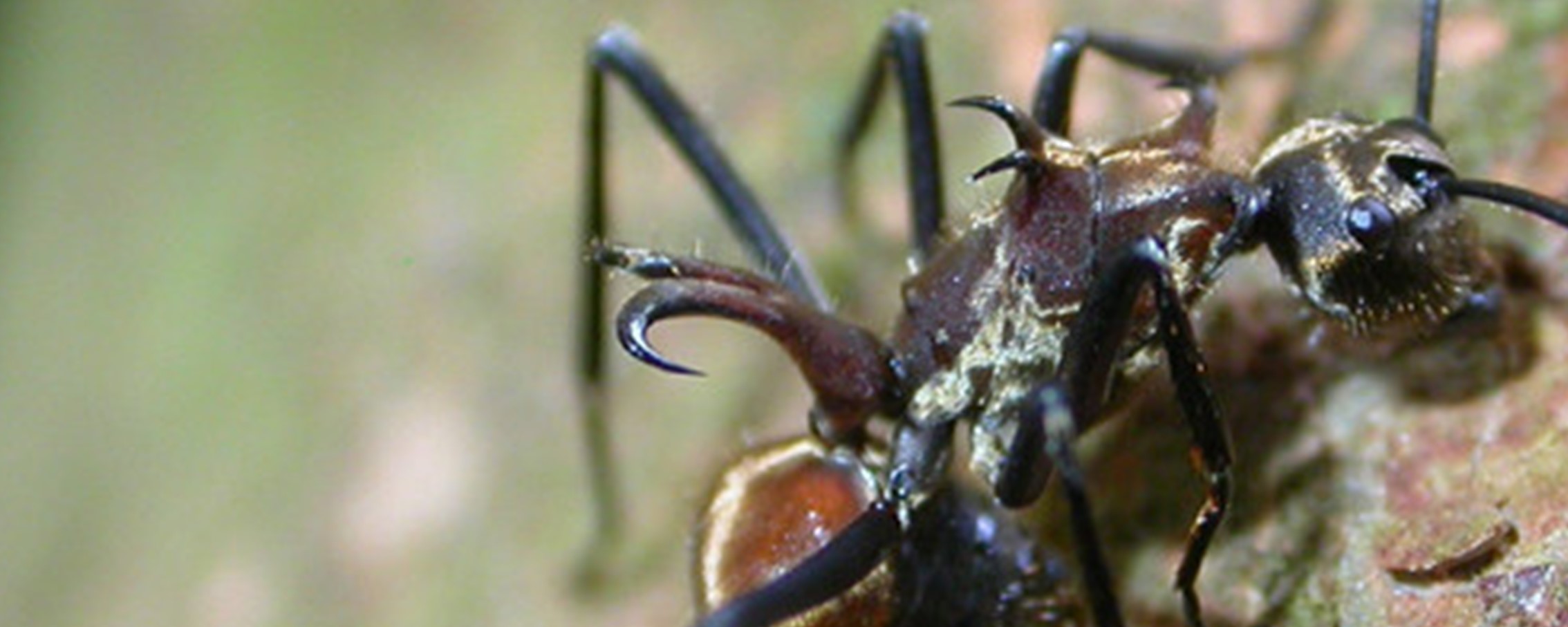 Ameise Polyrhachis ypsilon läuft auf einem Baum.